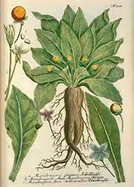 Mandragora